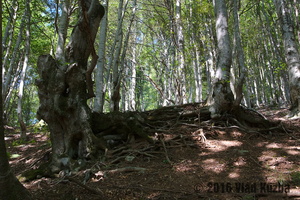 IMG 8278 web